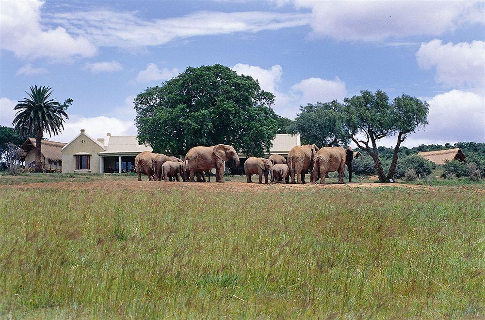 Gorah Elephant Camp Addo Exterior foto