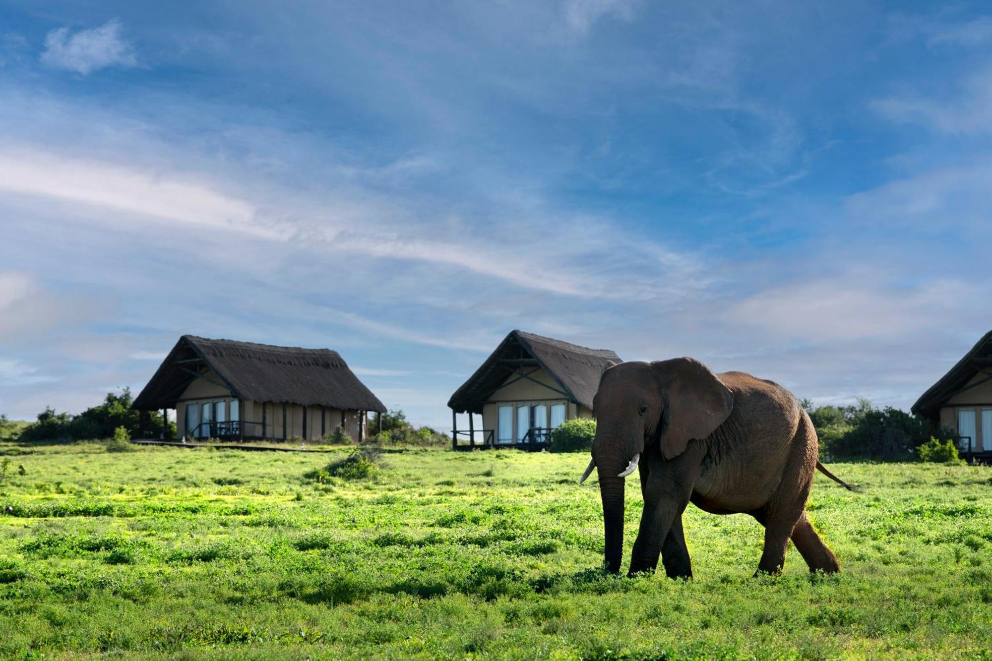 Gorah Elephant Camp Addo Exterior foto
