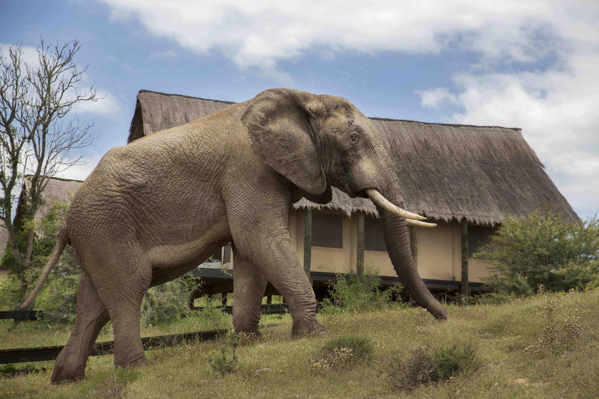 Gorah Elephant Camp Addo Exterior foto