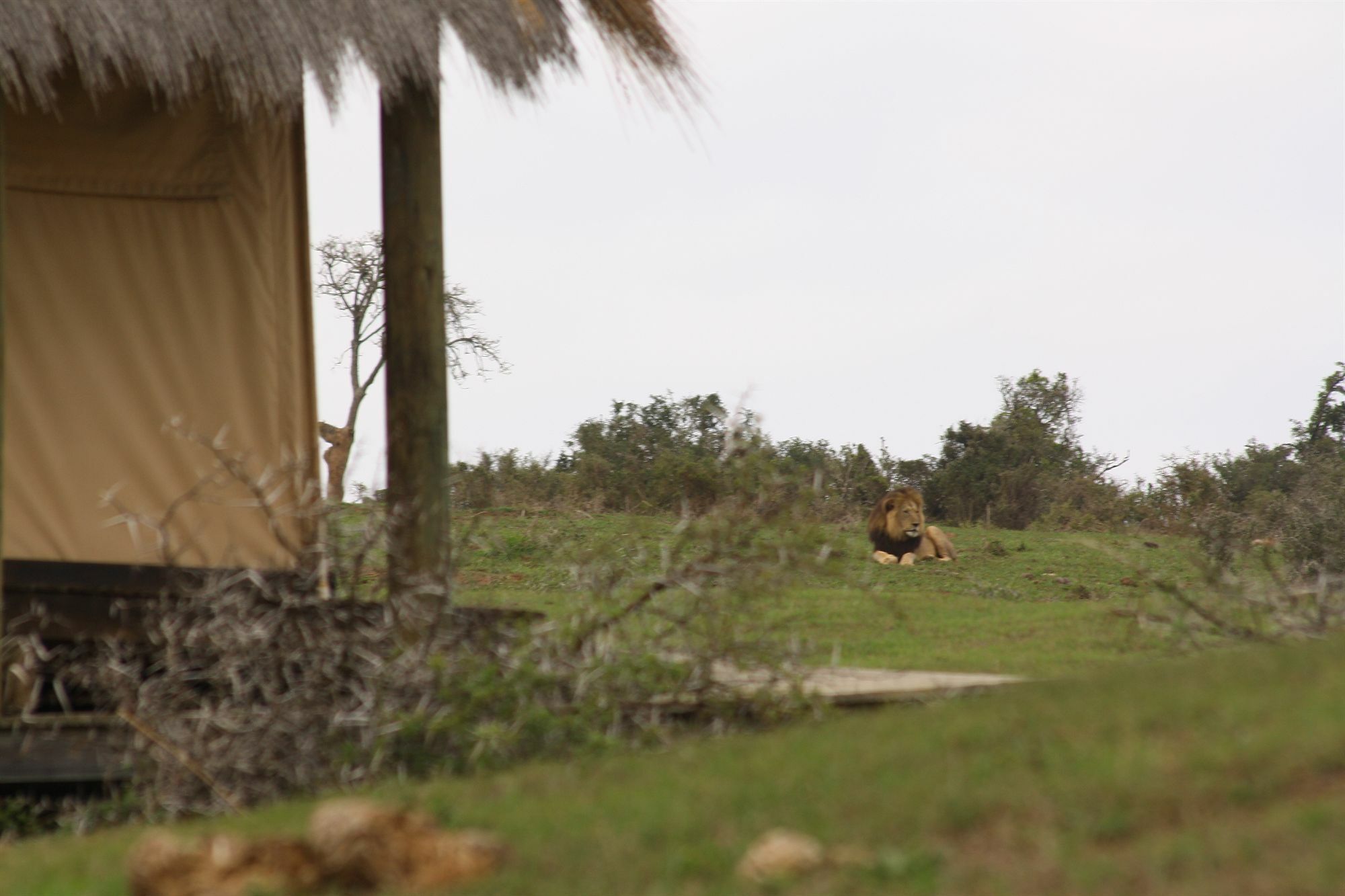 Gorah Elephant Camp Addo Exterior foto