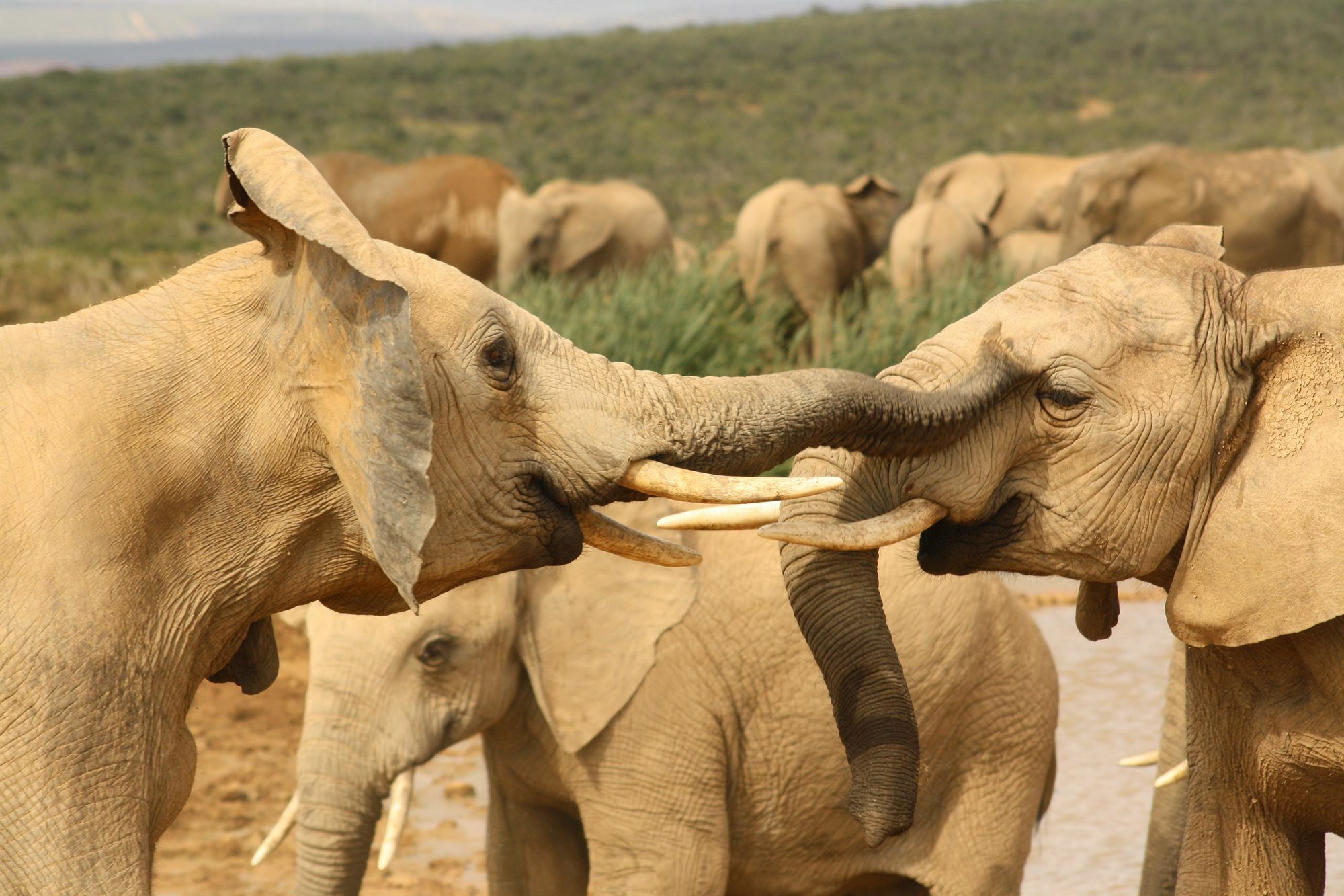 Gorah Elephant Camp Addo Exterior foto