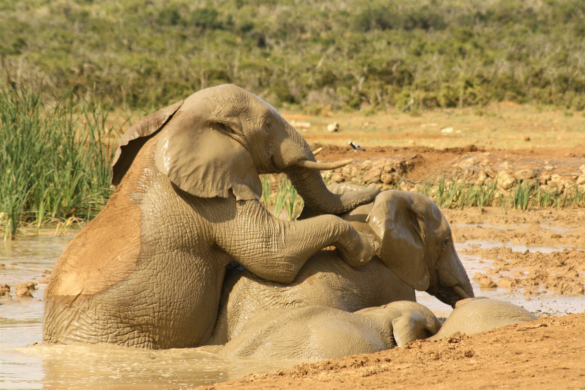 Gorah Elephant Camp Addo Exterior foto